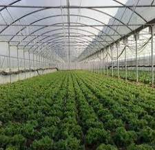 Agricultural Greenhouses